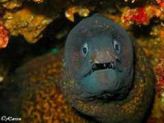 fotonatura.org Morenaza