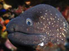 ojodigital.com Morenaza