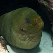 fotonatura.org Morenaza