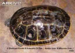 arkive.org Morenia
