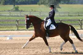 equistrideinternational.com Morenzo