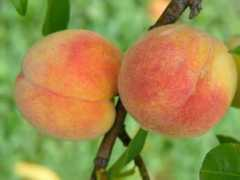 prodejstromku.cz Moretini