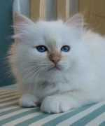 birmans.it Morfini