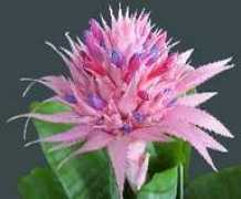 bromeliad.org.au Morganah