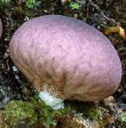 mycokey.com Morganella