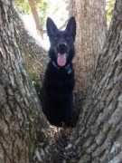 germanshepherdakc.tripod.com Morganna