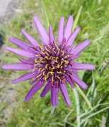 veldbloemen.be Morgenster