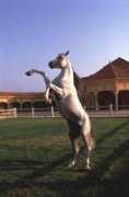 equi-blog.com Moricio