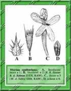 efloras.org Morina