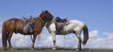 sayan-radian.ru Morindo