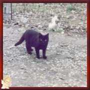 lnx.micimiao.it Morino