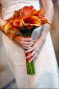 beautifulblooms.com Morlan