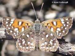 butterfliesandmoths.org Mormo