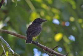 worldbirds.eu Morningbird