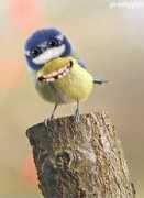 prodigy69.co.uk Morningbird