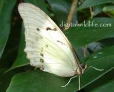 floridanaturepictures.com Morpho