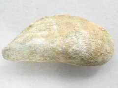 Morrisi