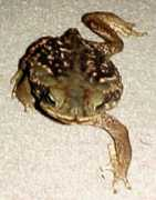 toadilytoads.com Mortie