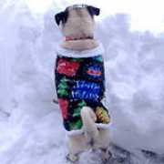 pugsnuggly.com Mortimor