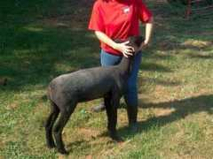 asgaardfarmandkennels.com Mortisha
