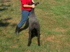 asgaardfarmandkennels.com Mortisha