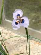 botanic.jp Morvil