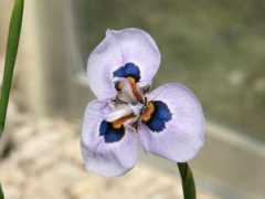 botanic.jp Morvil