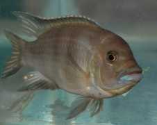 Moschou