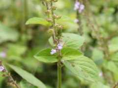 botanic.jp Mosla
