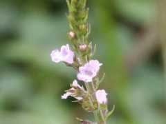 botanic.jp Mosla