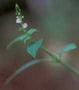 alpine-plants-jp.com Mosla