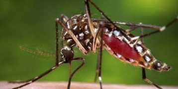 theeastafrican.co.ke Mosqui