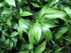 jardinenuruguay.com Mosquita