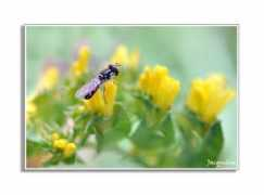ojodigital.com Mosquita