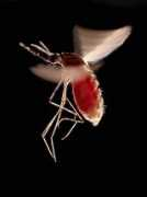 Mosquito