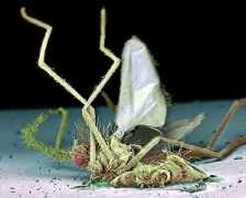 planetamotor.es Mosquitos