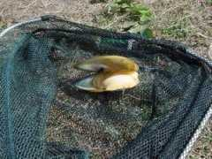 home.planet.nl Mossel