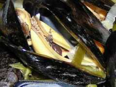 dompics.schippie.nl Mossel