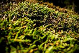 Mossy