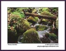 Mossy
