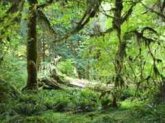 Mossy