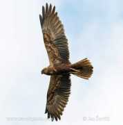 sevcikphoto.com Motak