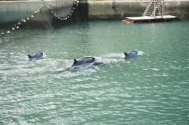 hitech-dolphin.com Mothin