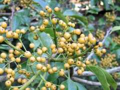 botanic.jp Motino