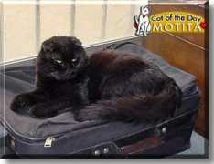 catoftheday.com Motita