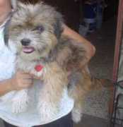 animalsinneed.net Motita