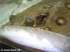 zoid.us Motoro