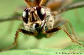 Mouche