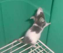 exoticpets.about.com Moues