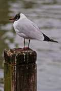 fotothing.com Mouette